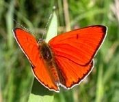 Large Copper male © John Muddeman